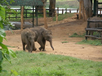 Sri Lanka, Yala, Tissamaharama, Priyankara Hotel